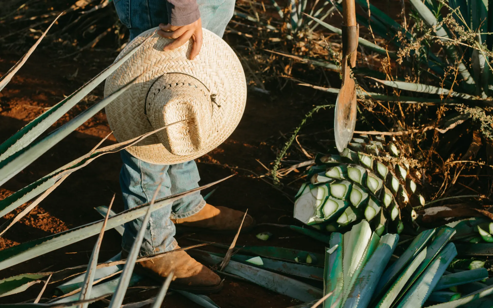 Trabajo tradicional en un campo de agave en México